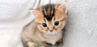 母猫にケンカを挑んだ子猫