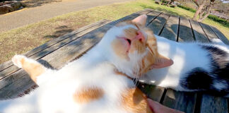 寝言を言う猫