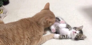 先住猫に寝かしつけられる子猫