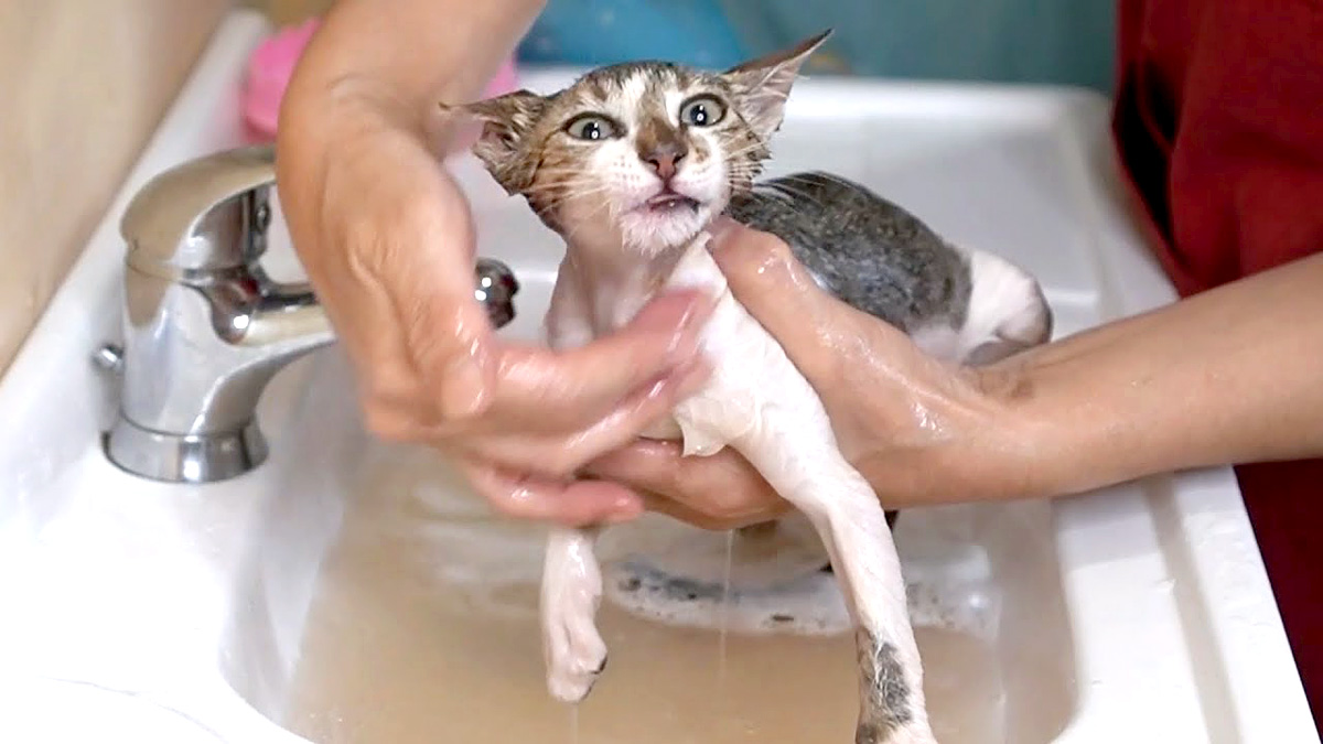 洗われる保護子猫