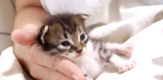 動けなくなった子猫