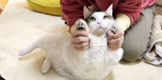 緊急でお風呂に入る猫