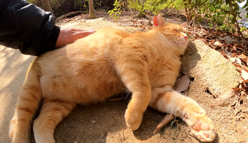 撫でられる猫