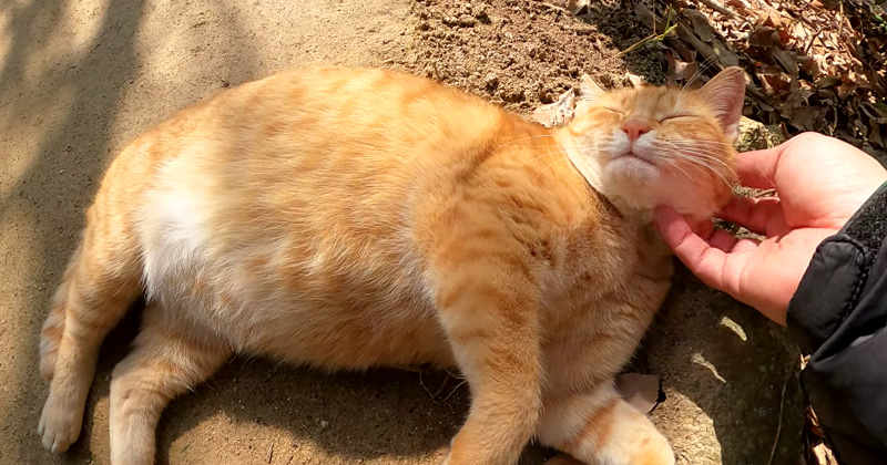 撫でられる猫