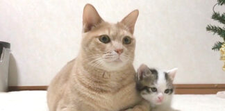 先住猫にくっつく子猫