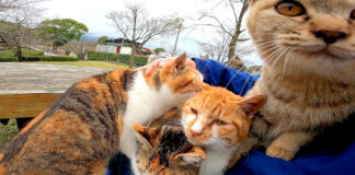 膝の上に乗る猫達