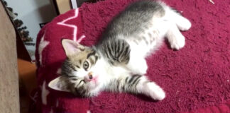 見つめてくる子猫