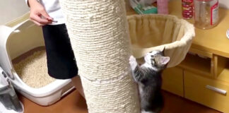 登る子猫
