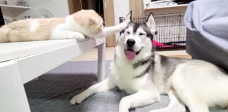 ハスキー犬に猫パンチを繰り出す猫