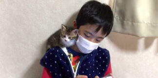 男の子の肩に乗る子猫