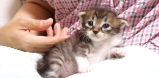 座り込みを始めた子猫