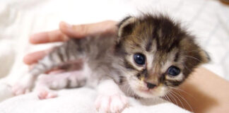 甘える子猫