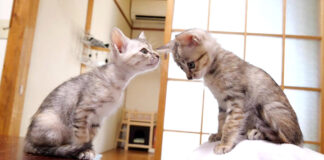 慰めようとする子猫