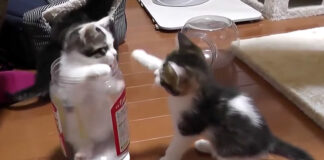 体重を量る子猫