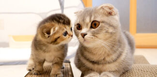 爪とぎの使い方を母猫に教わる子猫