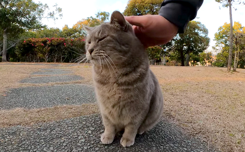 撫でられる猫