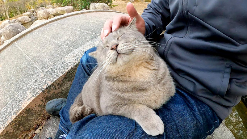膝の上で撫でられる猫