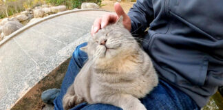撫でられる猫
