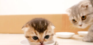 ご飯を横取りされた子猫