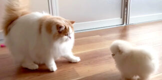 子犬と猫