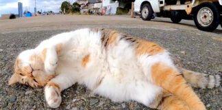 前方宙返りを繰り出す猫