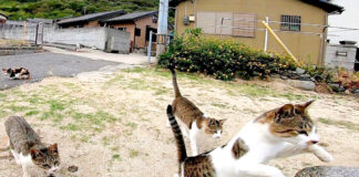 集まってくる猫達