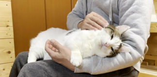 膝の上の猫