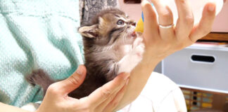ミルクを飲む子猫