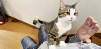甘すぎるモードの猫