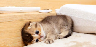 放心状態の子猫