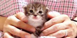 膝の上で安心する子猫