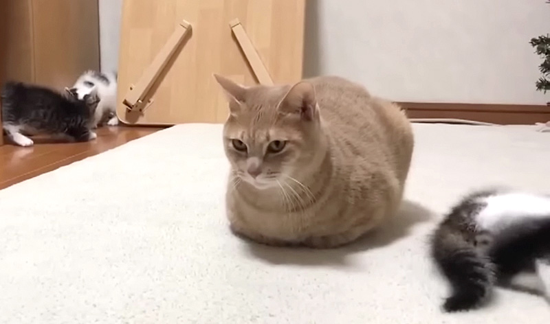 動じない猫