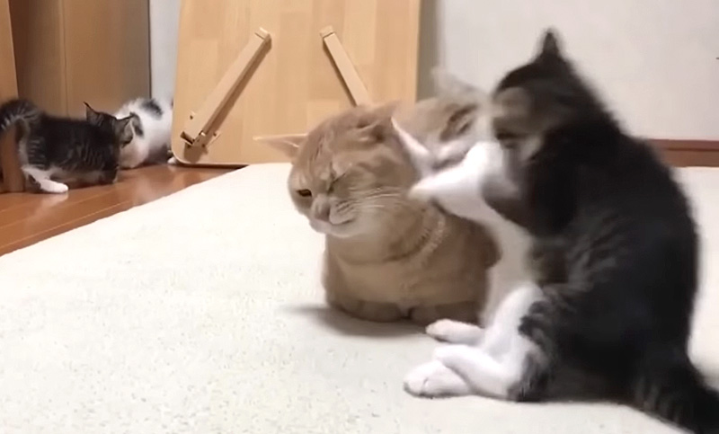 子猫にぶつかられた猫