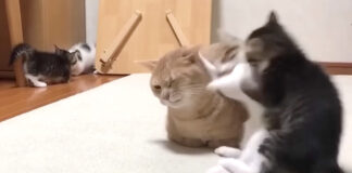 暴れる子猫達に動じない猫