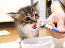 チュールを食べる子猫