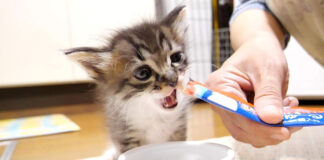 チュールを食べる子猫