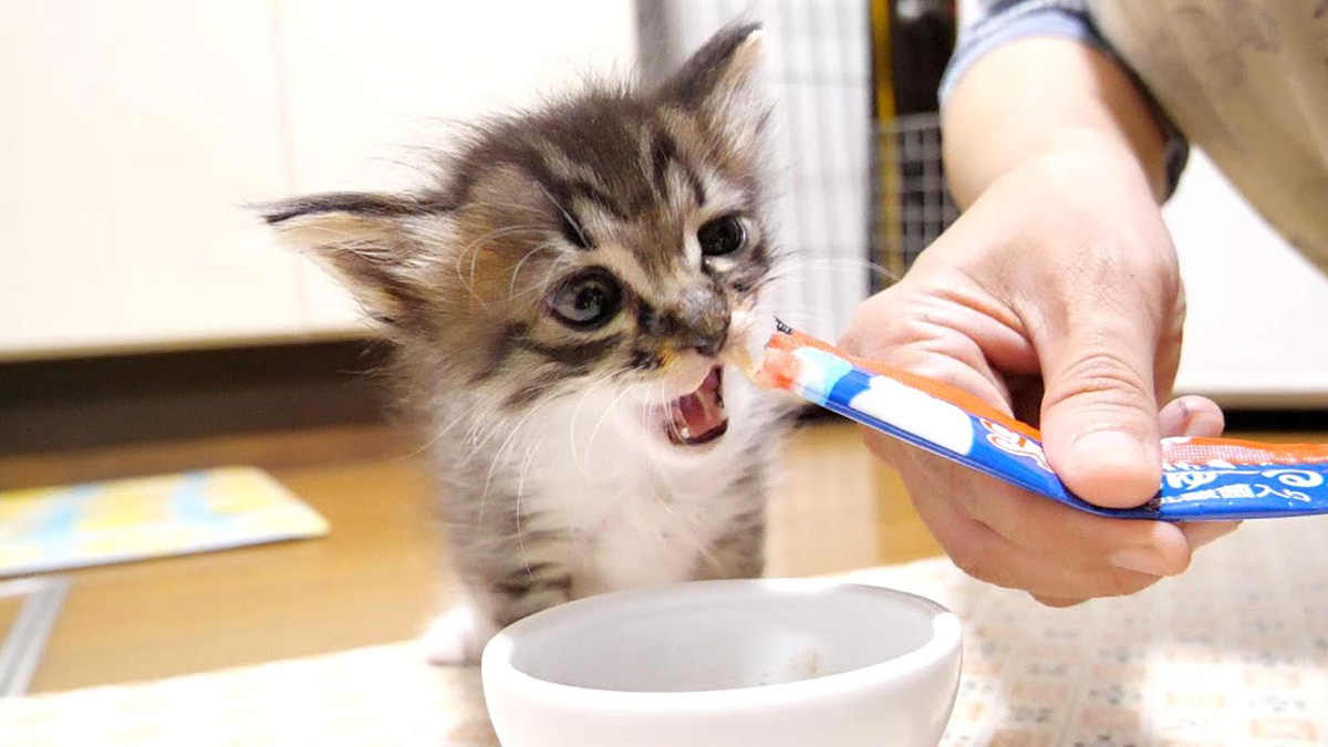 チュールを食べる子猫