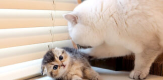 フリーズした子猫
