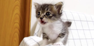 ご飯の催促をする子猫