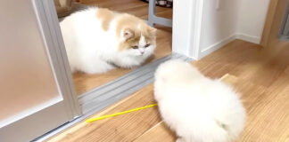 子犬と猫