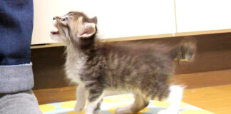 ミルクを催促する子猫