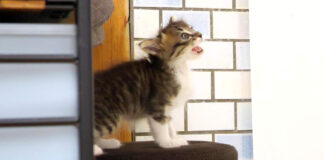 ご飯を催促する子猫