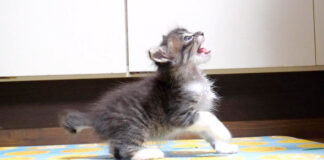 ご飯を催促する子猫