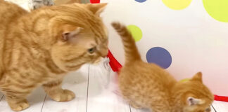 子猫を追いかける父猫