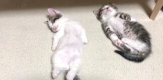 ヘソ天で眠る子猫達
