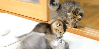 テンションが急上昇した子猫達