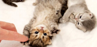 ハイタッチする子猫