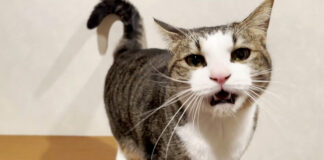 引き止める猫