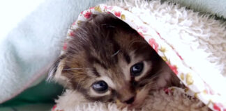 毛布の中の子猫