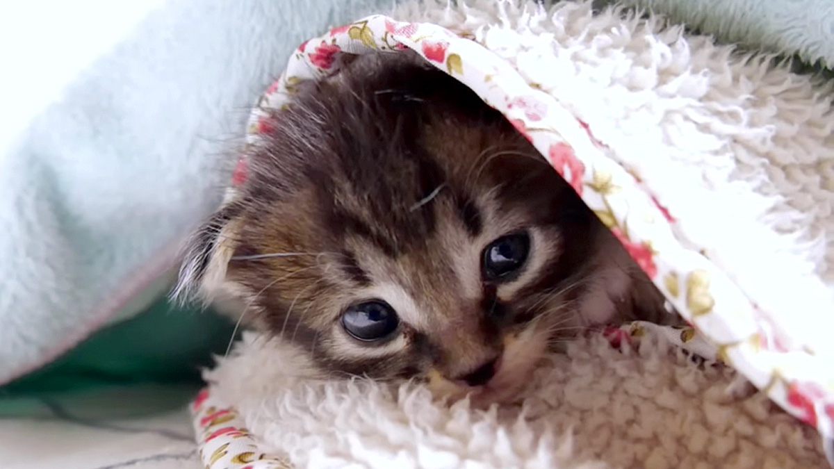 毛布の中の子猫